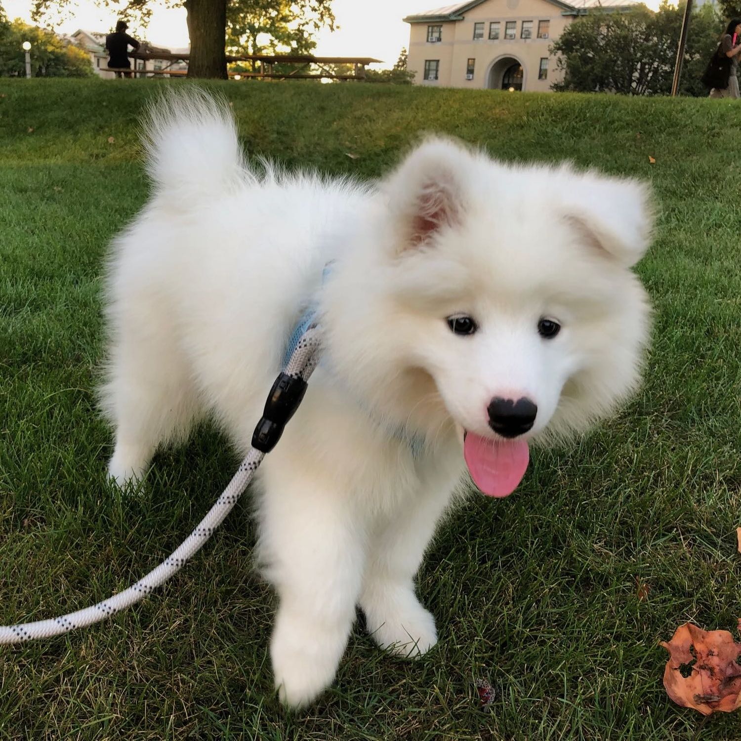 I am Cloud. I am an adorable white Samoyed puppy.